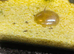 Malaysian Trumpet Snails juveniles
