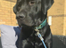 Black labrador puppies