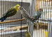 Black wing budgies available