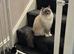 GCCF Ragdoll female blue mitted