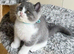 British Shorthair Kittens for sale