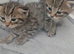 3 beautiful kittens