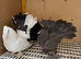 Indian Fantails