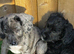 Cookerpoo mixed breed