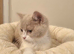 British Shorthair Blue Tortie & Fawn Bicolour Females Available