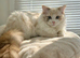 8 month old Ragdoll/Persian Cross female