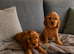 Cocker spaniel puppies