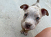 Pocket bully puppies for sale