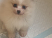Pomeranian puppies