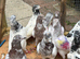 Pakistani highflying pigeons