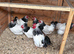 Light Sussex bantam