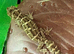 Viper Gecko at Birmingham Reptiles