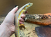 Berber Skink with Set Up