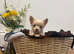 Stunning boy long haired cream color chihuahua boy puppy