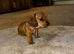 Beautiful red/light red dachshund boys