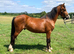 Welsh D gelding to make 14,3