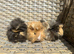 4 very Handsome long haired baby guinea pigs.