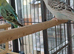 Pair of young budgies
