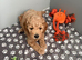 F1b Cavapoo Puppies 1 Boy 2 Girls