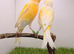 x2 proven yellow dimorphic