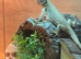 2 young bearded dragons for sale