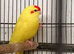 Kakarike Pair