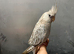 Hand reared baby cockatiel for new home