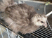 Silkie growers - grey / paint