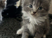 2 beautiful kittens left looking for their forever loving home