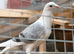 saddle homer pigeons