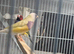 Pair of gouldian finches