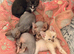 LAST female - Rare Fluffy Sphynx kittens - Ready now!