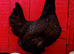 GOLD LACED BARNEVELDER HATCHING WGGS