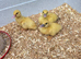 Muscovy ducklings