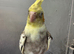 Hand raised baby cockatiel ______