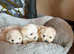 Maltese puppies