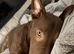 Moose