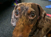 Daschund x patterdale terrier