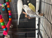 1 male and 2 female budgies with cage