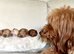 Waiting List - Small Mini Goldendoodle Pups due 3 Nov