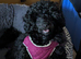 Toy poodle girls,KC Reg,Fully vaccinated