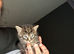 Kittens for sale