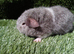 Boar guinea pigs