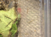 Over 50 baby stick insects