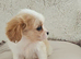 King charles cavalier puppies