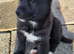 Shepsky puppies