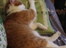 Neutered male 3 yrs old