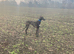 Saluki collie greyhound