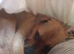 Re home needed for lovely staffy cross