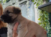 K.C registered Shepadore puppies German Shepherd × Labradore pups